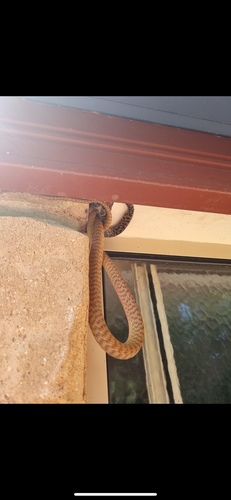 Brown Tree Snake sighting