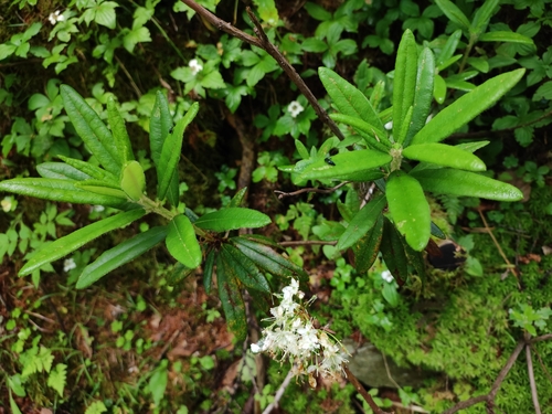 Rhododendron hypoleucum, photograph 2