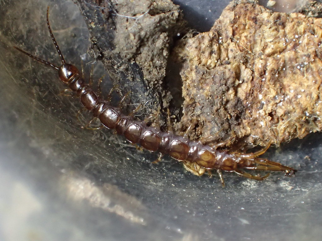 Arebius medius