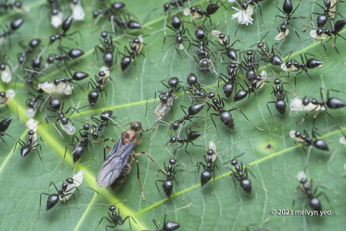 Prenolepis subopacaPrenolepis subopaca