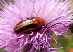 Nemognatha piazata