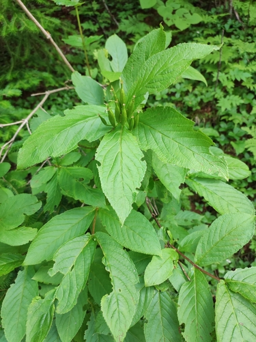 Middendorf weigela (Weigela middendorffiana)
