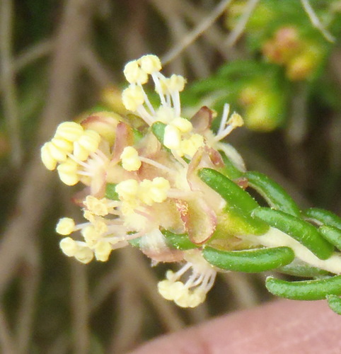 Image of Passerina galpinii by (c) Nicola van Berkel, some rights reserved (CC BY-SA)