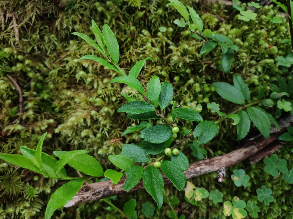 Ilex rugosa; photograph (c) Dmitry Ivanov, some rights reserved (CC BY)
