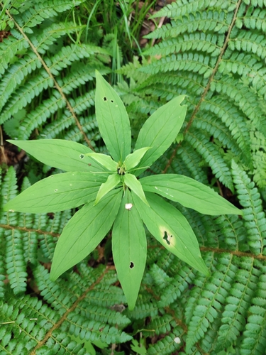 Image of Paris verticillata by (c) Dmitry Ivanov, some rights reserved (CC BY)