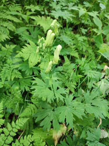 Image of Aconitum umbrosum by (c) Dmitry Ivanov, some rights reserved (CC BY)