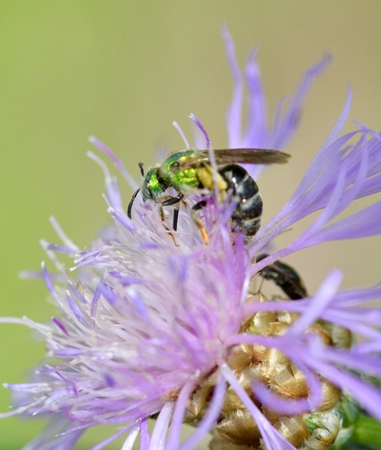 Bicolored Striped Sweat Bee photo 6