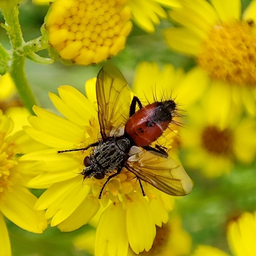 Red Spotted Parasite Fly, 9747 AP Groningen, Netherlands, photo 8 of 10