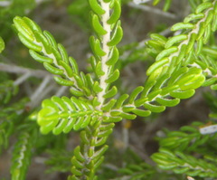 Passerina galpinii