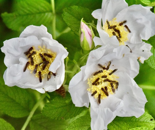 Variable Duskyface Fly photo 4