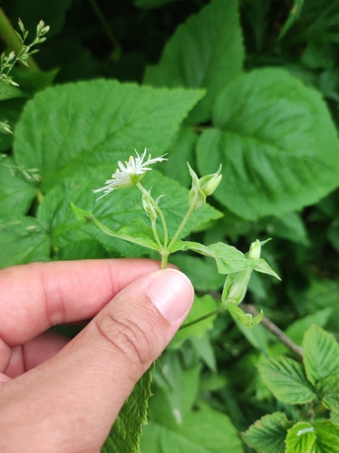 Image of Stellaria radians by (c) Anastasiia Samokhvalova, some rights reserved (CC BY)