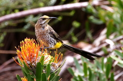 Leucospermum erubescens