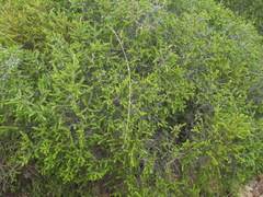 Passerina galpinii