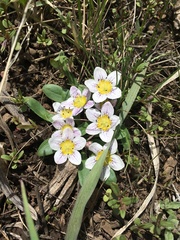 Hesperochiron pumilus