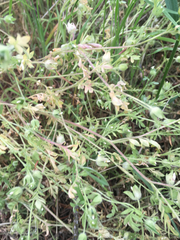 Polemonium micranthum