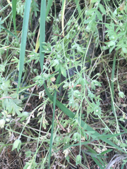 Polemonium micranthum