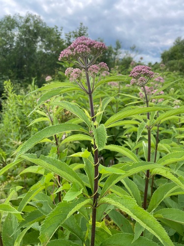 Eutrochium maculatum