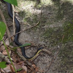Black Tree Cobra photo 1