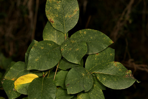 Image of Dais cotinifolia by (c) Wynand Uys, some rights reserved (CC BY)
