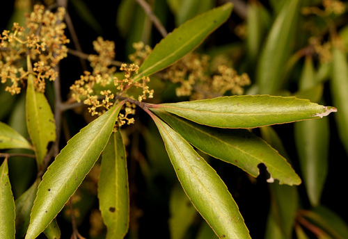 Image of Catha edulis by (c) Wynand Uys, some rights reserved (CC BY)