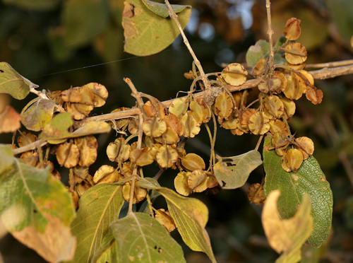 Image of Combretum molle by (c) Wynand Uys, some rights reserved (CC BY)