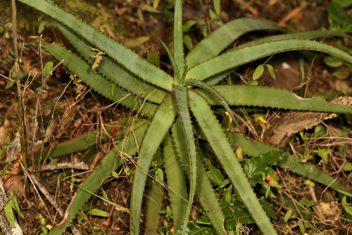 Image of Aloe spicata by (c) Wynand Uys, some rights reserved (CC BY)