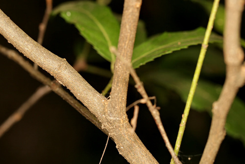 Image of Rawsonia lucida by (c) Wynand Uys, some rights reserved (CC BY)