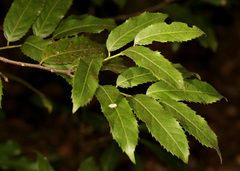 Rawsonia lucida, photograph (c) Wynand Uys, some rights reserved (CC BY)