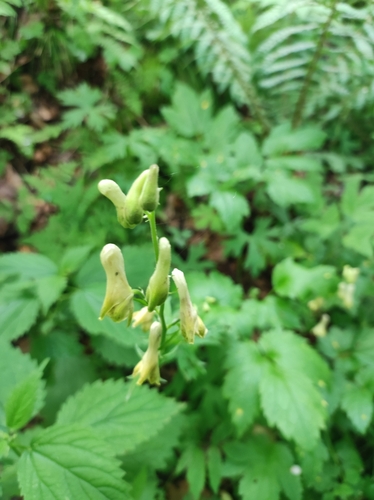 Meadow Monkshood (Aconitum umbrosum)