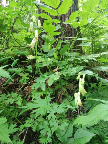 Image of Aconitum umbrosum by (c) Anastasiia Samokhvalova, some rights reserved (CC BY)