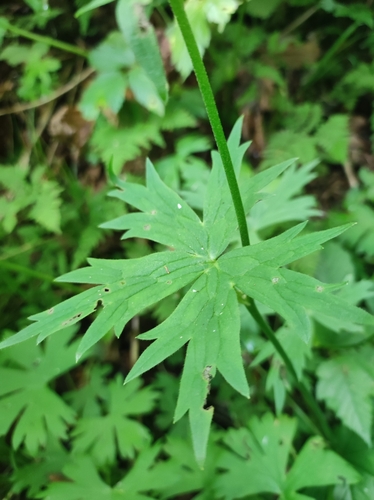 Image of Aconitum umbrosum by (c) Anastasiia Samokhvalova, some rights reserved (CC BY)
