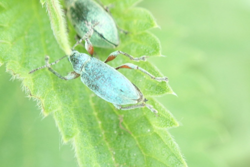 Nettle weevil, Barneveld, Gelderland, Netherlands, photo 8 of 10