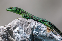 Iberolacerta monticola