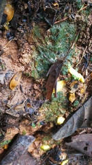 Colpolopha latipennis