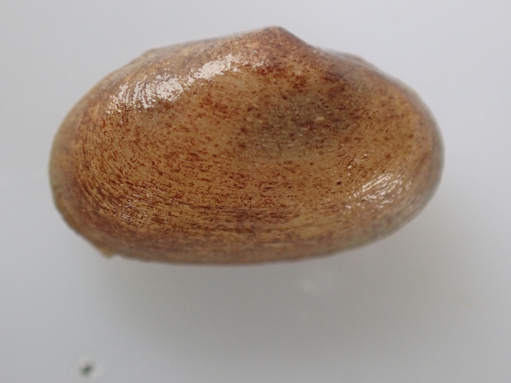 Borniopsis