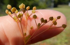 Spermolepis inermis