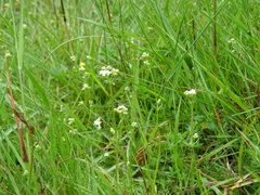 Galium saxatile