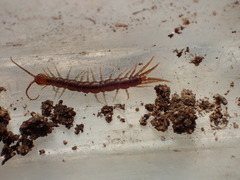 Pokabius clavigerens