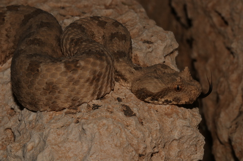 Field's Horned Viper