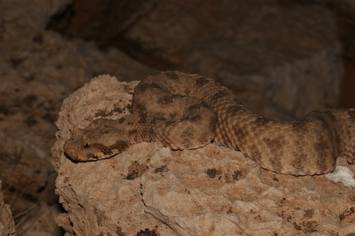Field's Horned Viper