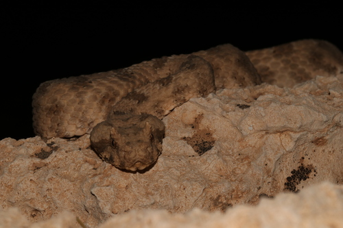 Field's Horned Viper