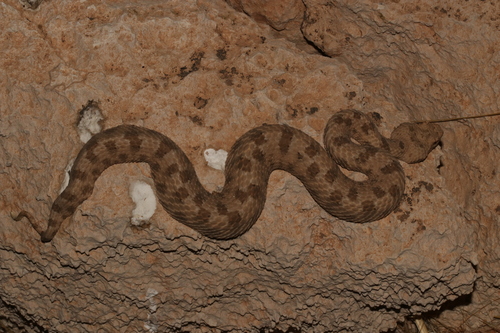 Field's Horned Viper