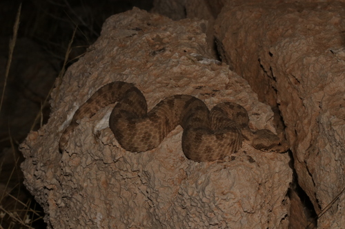Field's Horned Viper