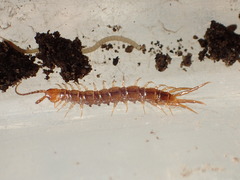 Pokabius clavigerens