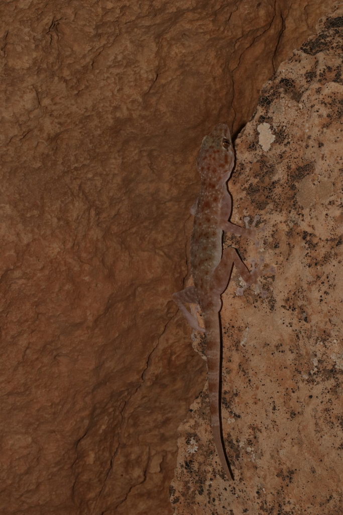 Southern Jordan Fan-Toed Gecko