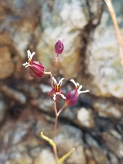 Streptanthus glandulosus niger