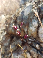 Streptanthus glandulosus niger