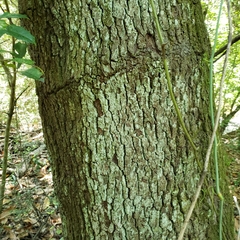 Magnolia acuminata
