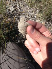 Phrynosoma douglasii