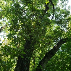 Magnolia acuminata